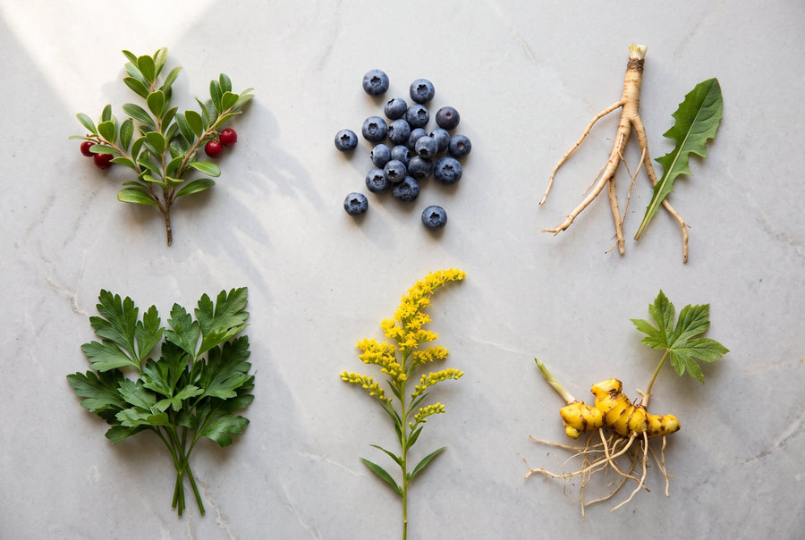 Overhead flat-lay photograph of six medicinal botanical specimens arranged in two neat rows on a pale grey limestone slab, including uva ursi sprigs, fresh blueberries, dandelion root, flat-leaf parsley, goldenrod, and goldenseal rhizome.