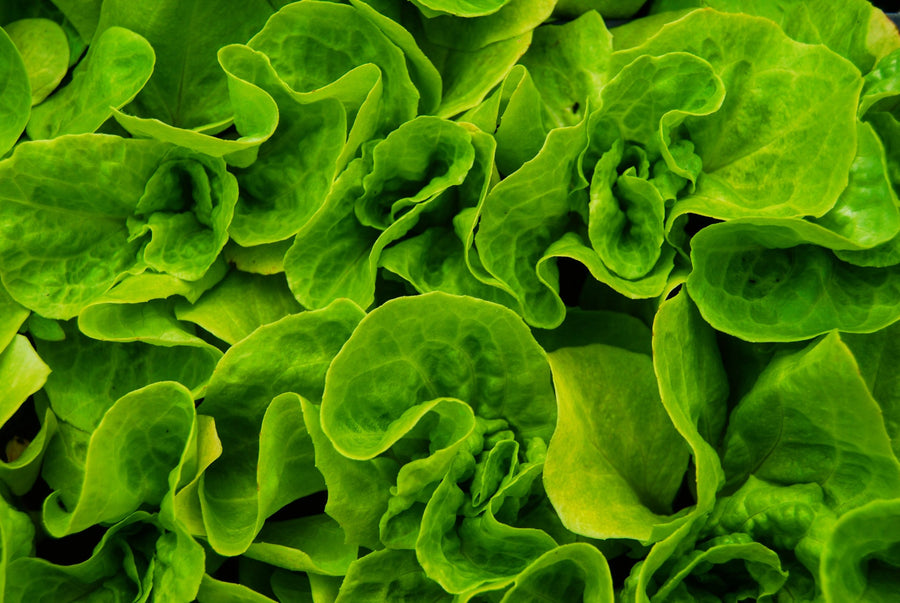 Supplier Spotlight: Get to Know the Team at FutureCeuticals (Vibrant Health‚s Fruit & Vegetable Formula Supplier)