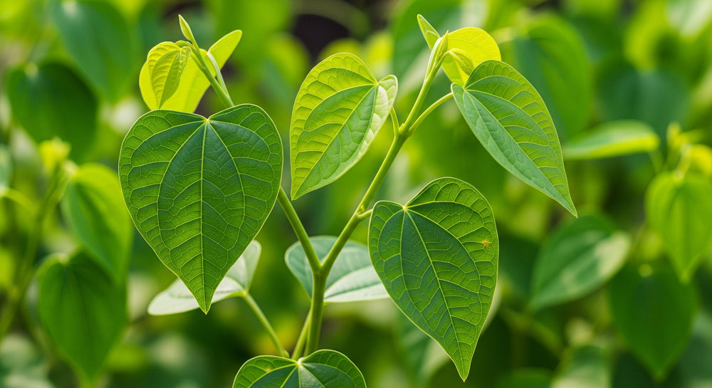7 Science-Backed Benefits of Giloy