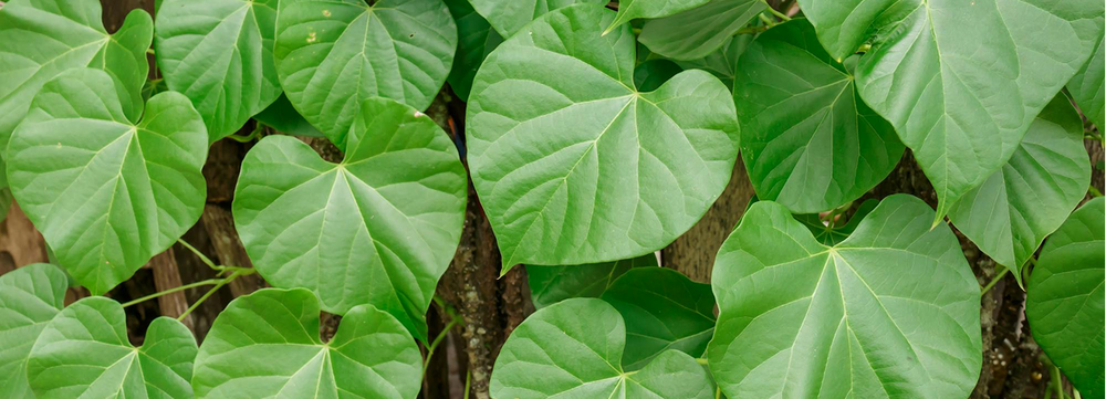 Indian Tinospora