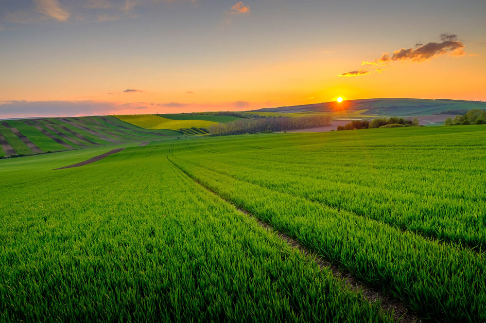 Green Vibrance: A farm to shaker story