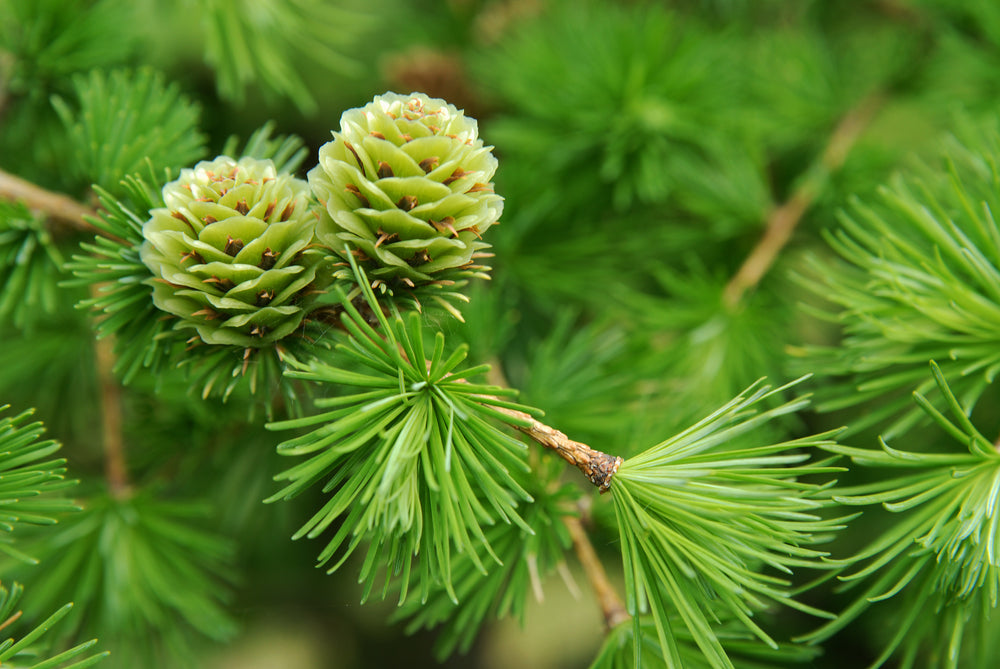 Larch arbabinogalactans (ResistAid™)