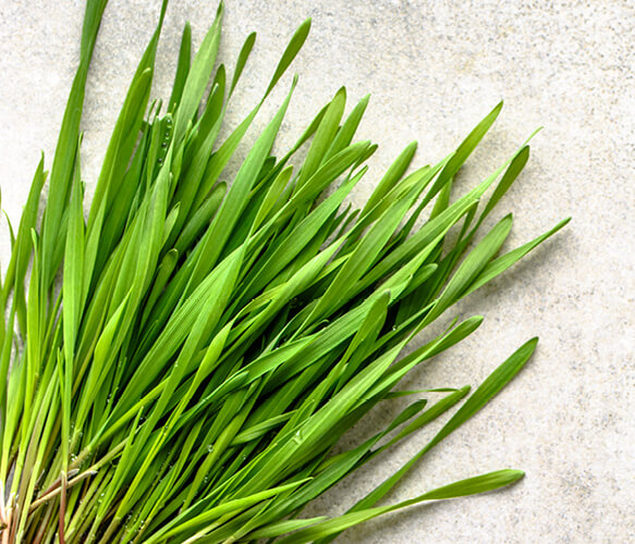 Barley Grass