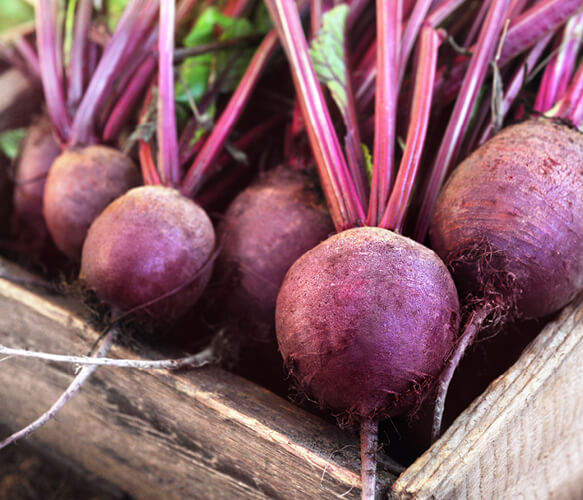 Beet Root