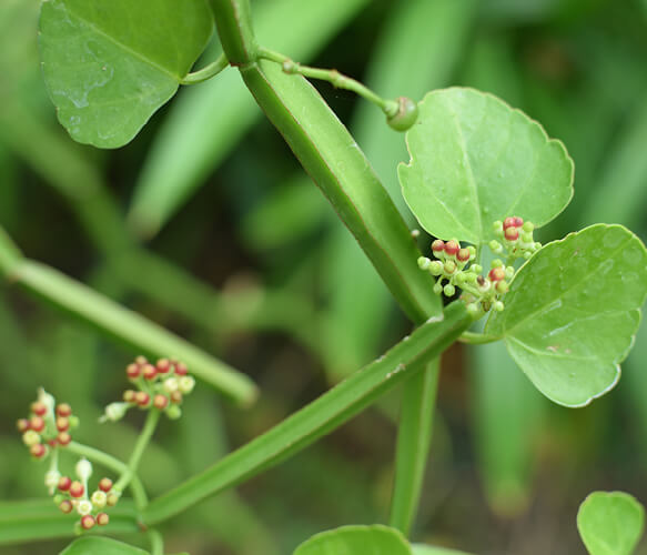 Cissus Quadrangularis