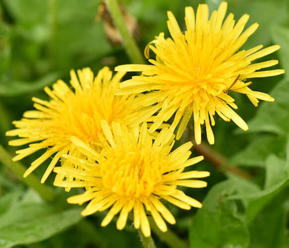 Dandelion Root