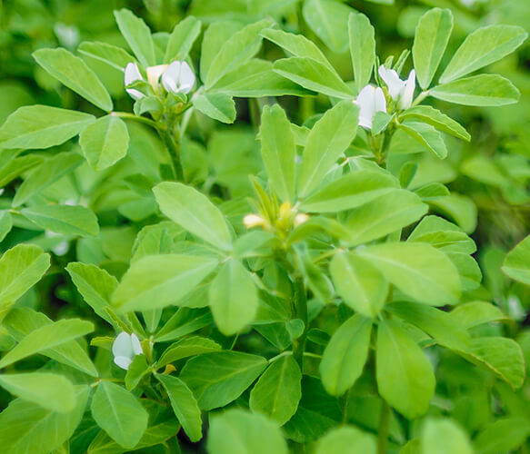 Fenugreek