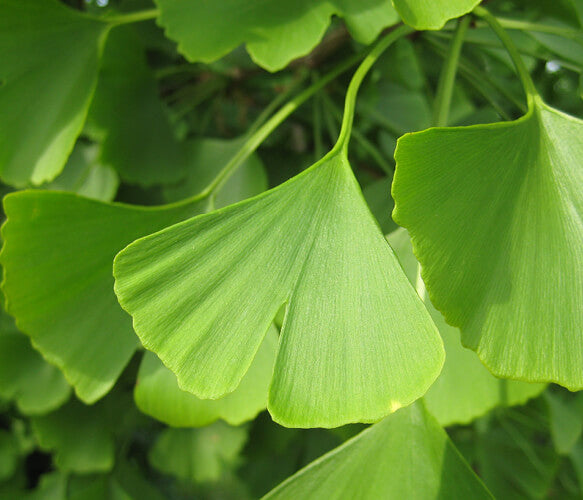 Gingko Biloba