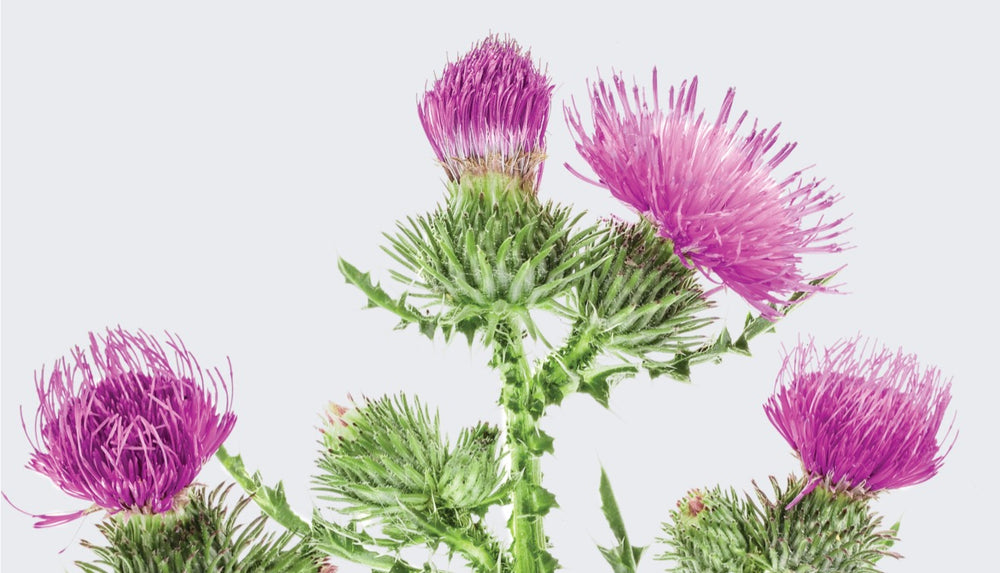 Milk Thistle: Holistic liver support.
