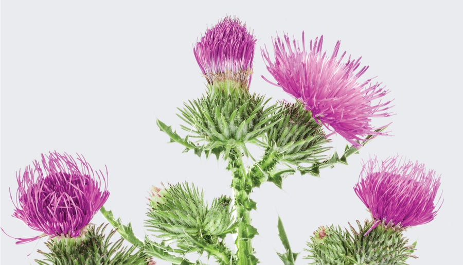Milk Thistle: Holistic liver support.