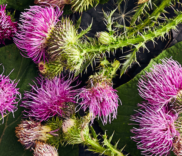 Milk Thistle