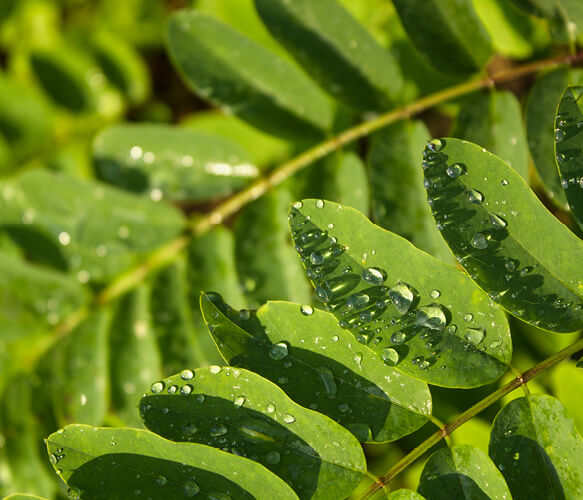 Moringa leaf powder