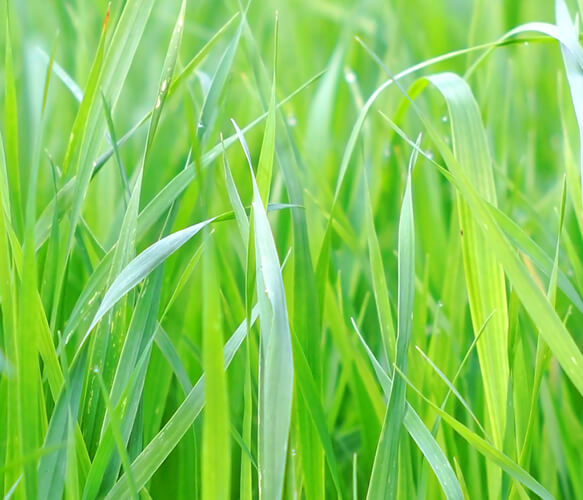 Oat Grass