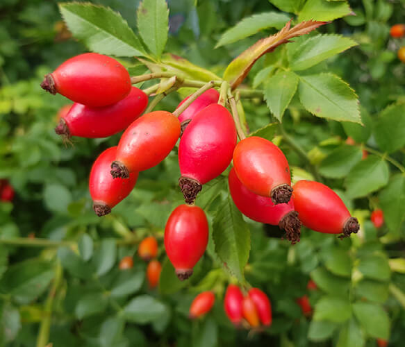 Rose hips