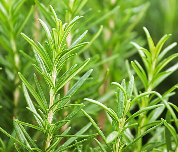 Rosemary