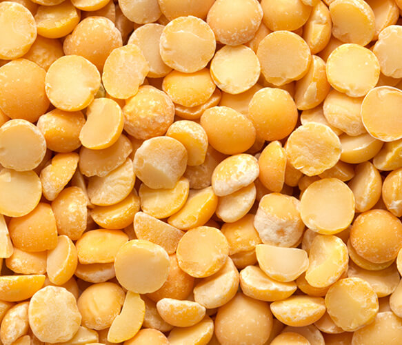 Yellow Pea