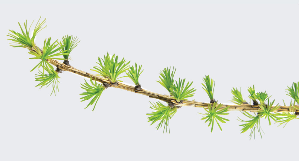 Larch Arabinogalactans: A natural immune booster