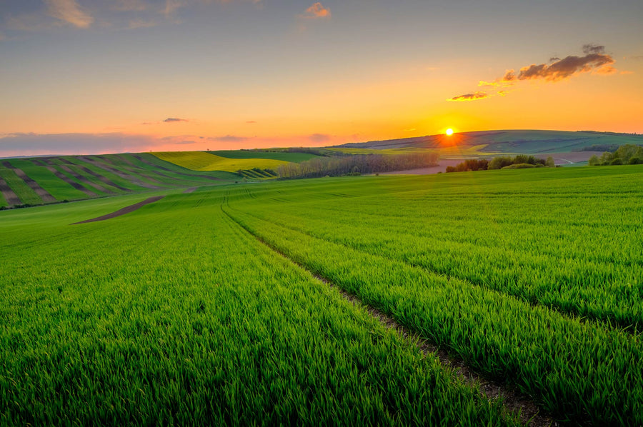Green Vibrance: A farm to shaker story